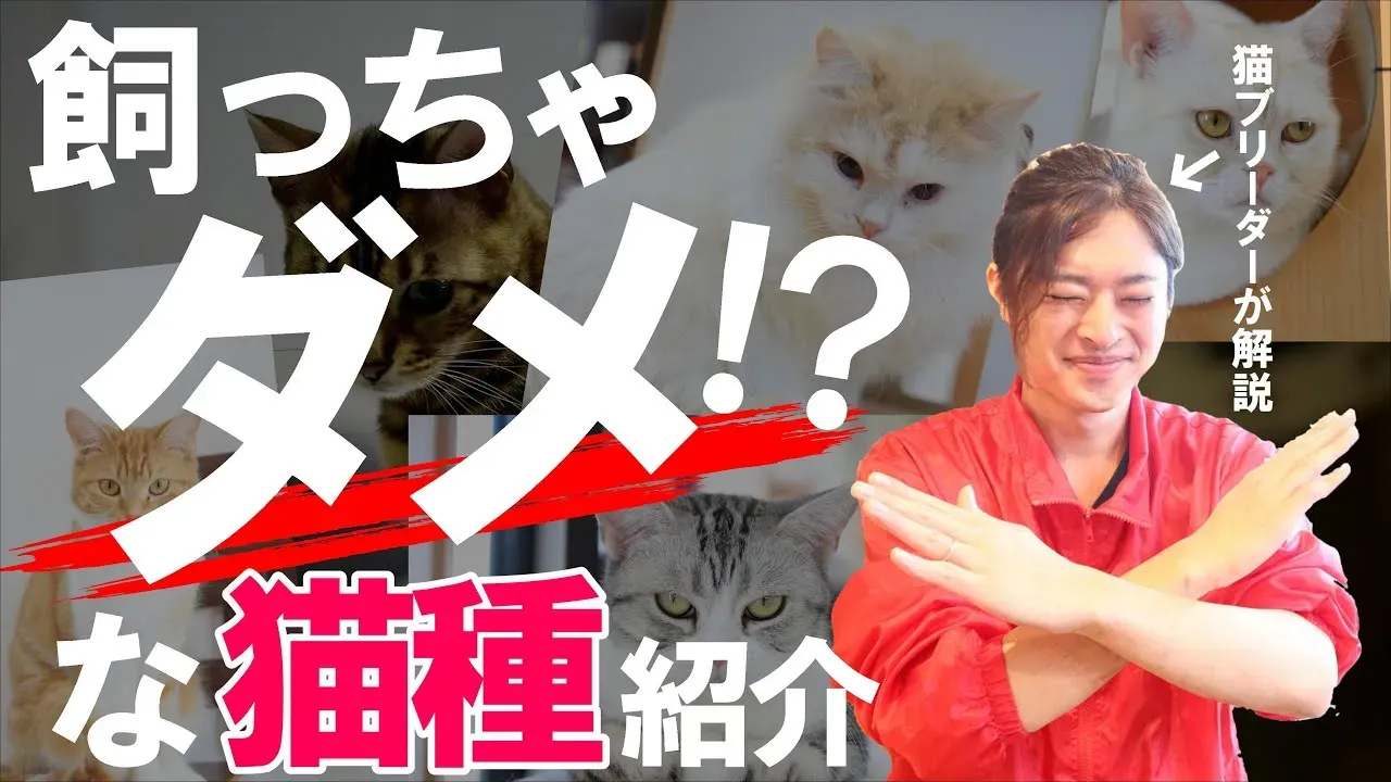 猫 を 飼う ブリーダー選びで「絶対に」後悔しない完全マニュアル（購入・お迎え編）